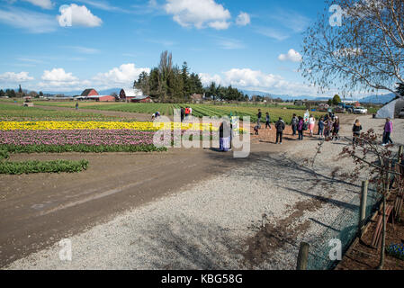 Viele Wege zu den Tulpen - Tulpen im Skagit Valley sind schön, wenn sie blühen. Sie sind eine Woche später in diese Aufnahme. Stockfoto