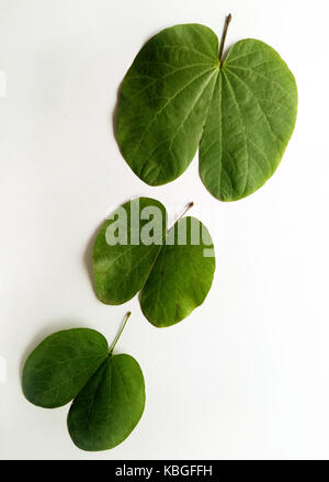 Heilige blatt Hindu devotional Festival Stockfoto