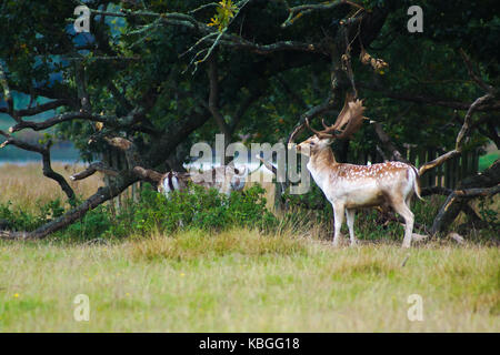 Ein Hirsch steht stolz bei Powderham in Großbritannien Stockfoto