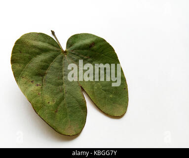 Heilige blatt Hindu devotional Festival Stockfoto