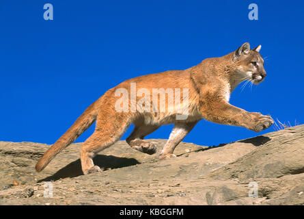 USA. Montana. Tierwelt. Mountain Lion. Stockfoto