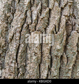 Textur (Hintergrund) Schuss von braune Rinde, füllen der Rahmen. Stockfoto