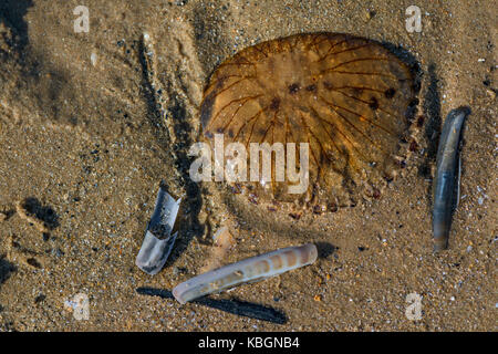 Kompass Quallen gewaschen bis auf ein Norfolk Strand. Stockfoto