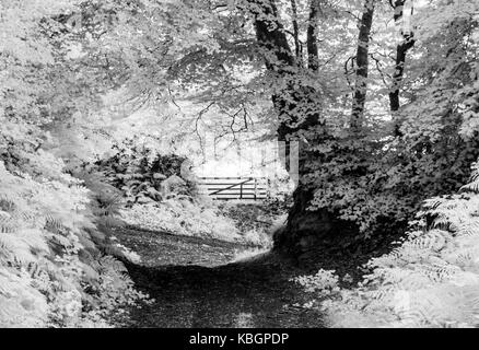 Ein Fußweg in das Exmoor Landschaft schoss in Infrarot. Stockfoto
