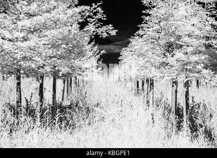 Eine kleine Plantage Schuß im Infrarot. Stockfoto