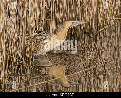 Seitenansicht Nahaufnahme, isolierter, verschwiegener wilder britischer Bitternervogel (Botaurus stellaris), getarnt in Schilf im Feuchtgebiet. Reflexion im Wasser. Stockfoto