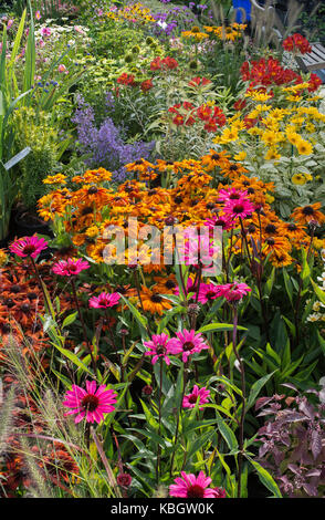 Bunte Gärtnerei blumen Display, Echinacea und rudbeckien Blumen an der RHS Wisley Herbst flower show, Surrey, UK umfasst Stockfoto