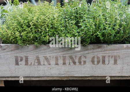 Thymus vulgaris. Thymian Anzeige in einem Holz- Pflanzen aus Kasten an der RHS Wisley Herbst flower show, Surrey, Großbritannien Stockfoto