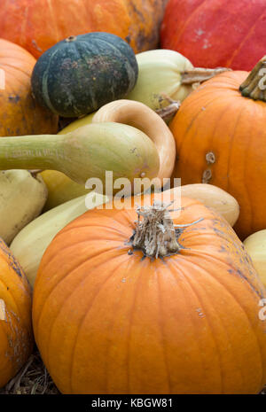 Kürbis, Kürbis und Squash Anzeige bei Daylesford Organic Farm Shop Herbstfest. Daylesford, Cotswolds, Gloucestershire, England Stockfoto