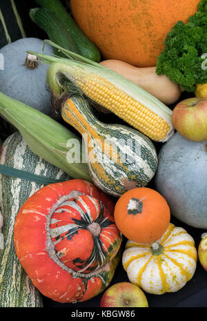 Kürbis, Kürbis und Squash im Herbst zeigen, Malvern, Worcestershire, Großbritannien Stockfoto