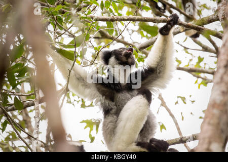 Afrika, Madgascar, Andasibe Mantadia Nationalpark, wilde (Indri Indri indri), der weltweit größte lemur Sitzen im Baum. Stockfoto
