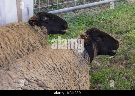 LASTRA A SIGNA, Italien - 30 AUGUST 2015: zwei Schafe sitzen auf dem Boden in afarm in der Toskana, Italien Stockfoto