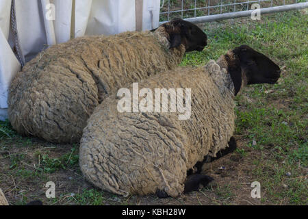 LASTRA A SIGNA, Italien - 30 AUGUST 2015: zwei Schafe sitzen auf dem Boden in afarm in der Toskana, Italien Stockfoto