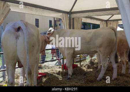 LASTRA A SIGNA, Italien - 30 AUGUST 2015: Chianina Rinder in einen Zaun im Sommer in der Toskana, Italien Stockfoto