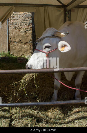 Lastra a Signa, Italien - 30 August 2015: chianina Rind Heu Essen in einer Koppel in der Toskana, Italien Stockfoto