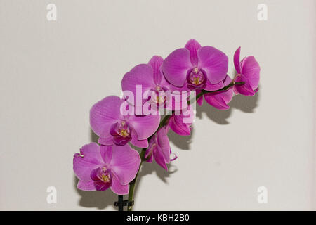 LASTRA A SIGNA, Italien - 2 September 2015: Nahaufnahme eines isolierten Pink Orchid Anlage Stockfoto