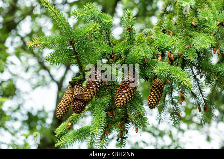 Zweig von einem Baum mit großen offenen Kegel Stockfoto