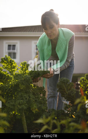 Ältere Frau Gartenarbeit in den Park an einem sonnigen Tag Stockfoto