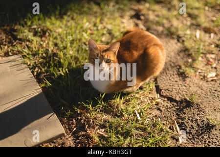 Katze sitzt auf dem Gras an einem sonnigen Tag Stockfoto