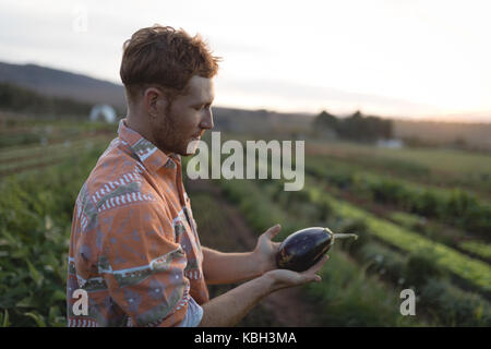 Junge Landwirt eine Aubergine in der Farm Stockfoto