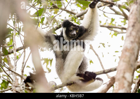 Afrika, Madgascar, Andasibe Mantadia Nationalpark, wilde (Indri Indri indri), der weltweit größte lemur Sitzen im Baum. Stockfoto