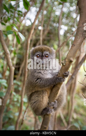 Afrika, Madgascar, vakona Private Reserve, Bambus Lemur, Ost weniger Bambus Lemur, aka Grau sanft Lemur, weniger Bambus Lemur, (Hapalemur griseus) Stockfoto