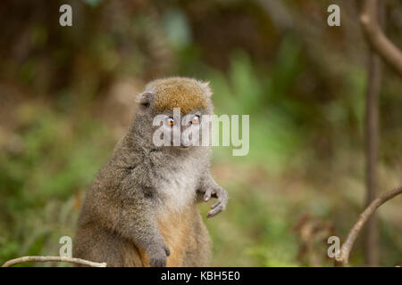 Afrika, Madgascar, vakona Private Reserve, Bambus Lemur, Ost weniger Bambus Lemur, aka Grau sanft Lemur, weniger Bambus Lemur, (Hapalemur griseus) Stockfoto
