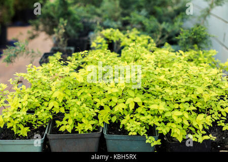 Spirea Pflanzen in Töpfen auf Verkauf im Gewächshaus. Stockfoto