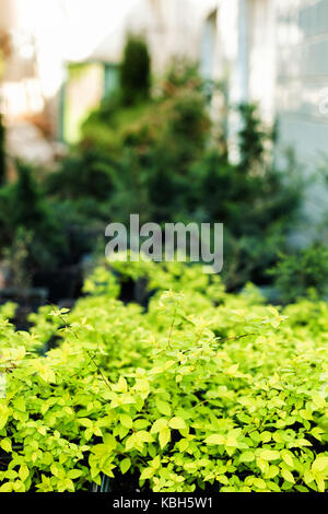 Spirea Pflanzen in Töpfen auf Verkauf im Gewächshaus. Stockfoto