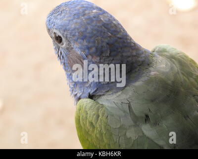 Nahaufnahme von einem blauen vorangegangen Papagei (Pionus Menstruus) über einen braunen Hintergrund bei der amazonische tropische Dschungel Stockfoto