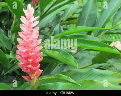 Tropische Flora. In der Nähe von rosa Blume (rot Ingwer oder Alpinia Purpurata) mit grünen Blättern im Hintergrund (Leticia, der kolumbianischen Amazon) Stockfoto