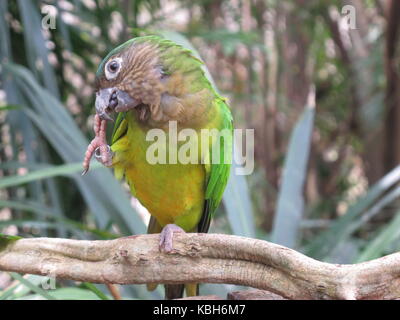 Blick auf einen braunen throated parakeet (Aratinga pertinax) auf der Nationalen Voliere von Kolumbien Stockfoto