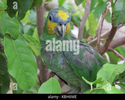 Gelb - gekrönte amazon Papagei (Amazona ochrocephala) zwischen Blätter an der Nationalen Voliere von Kolumbien Stockfoto