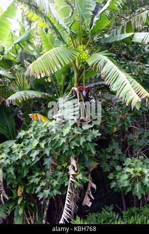 Banane Pflanze, Kahunu Garten, Hana, Maui, Hawaii Stockfoto