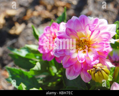 Magenta dahlien im Sommer Stockfoto