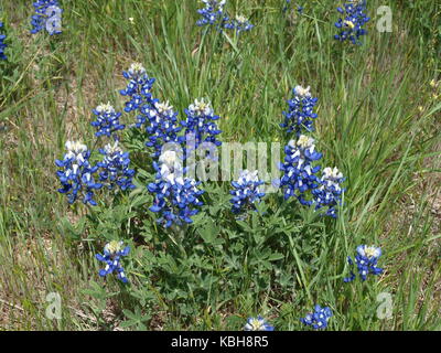 Eine alte Red Bud Baum in voller Blüte und Texas blaue Mützen Wild in Feldern-O Stockfoto