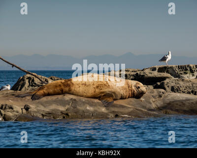 Riesige männliche Steller Sea Lion Sonnenbaden. Stockfoto