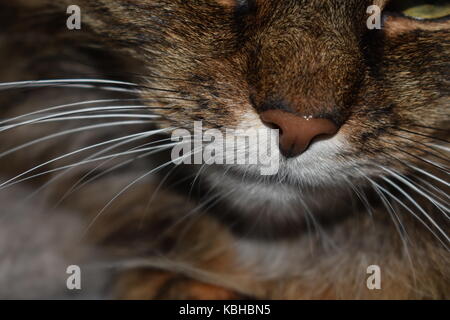 Nahaufnahme eines Katzen lang, Whisker Stockfoto