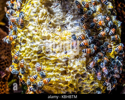 Ein Bienenstock (Wabe) ist eine geschlossene Struktur, in der einige honey bee Arten der Untergattung apis Leben und heben ihre Jungen Stockfoto