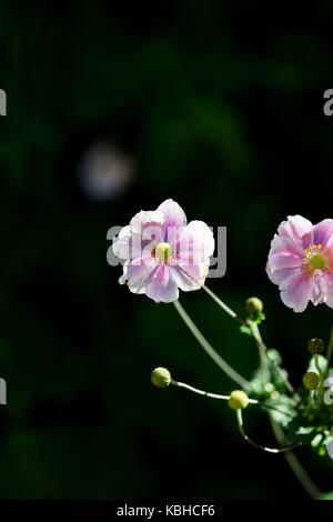 Anemone hupehensis chinesische Anemone japonica japanische Anemone cuneata thimbleweed in Sussex Garden uk Stockfoto