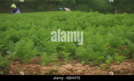 Ein Schuss Von einem Karottenfeld in Nuwareliya, Srilanka Stockfoto