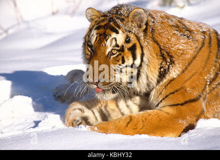 Russland. Tierwelt. Sibirische Tiger im Schnee. Stockfoto
