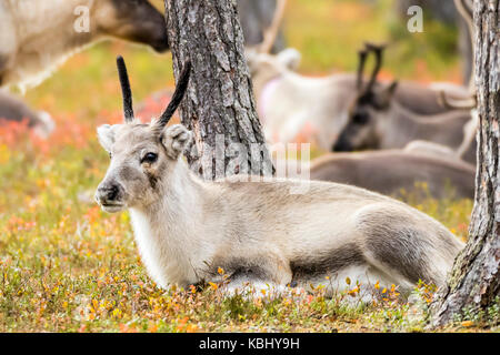 Rentier-Kalb Stockfoto