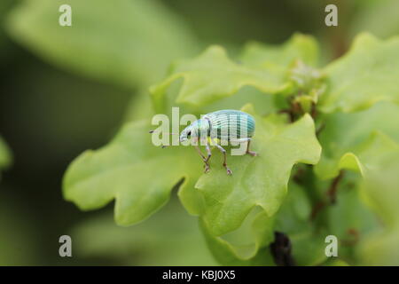Polydrusus formosus, eine Art der breiten Nase Rüsselkäfer, auf einem eichenblatt. Stockfoto