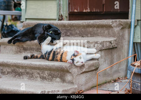 Zwei süße wilde Katzen lungern auf den Stufen von einem verlassenen Gebäude. Stockfoto