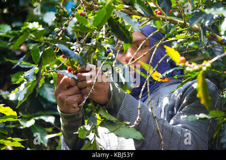 Kaffee picker oder cafetero im Hacienda Venecia Coffee Farm, Manizales, Kolumbien Stockfoto