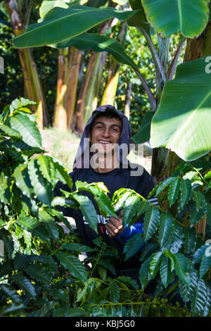 Kaffee picker oder cafetero im Hacienda Venecia Coffee Farm, Manizales, Kolumbien Stockfoto