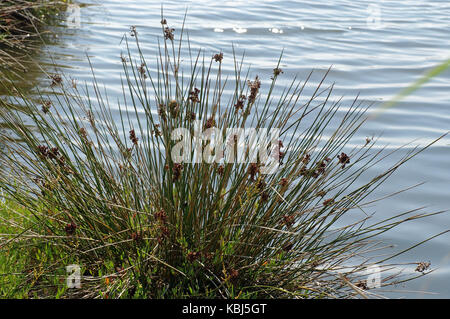 Dies ist Juncus acutus, die stachelige Rush, von der Familie Juncaceae Stockfoto