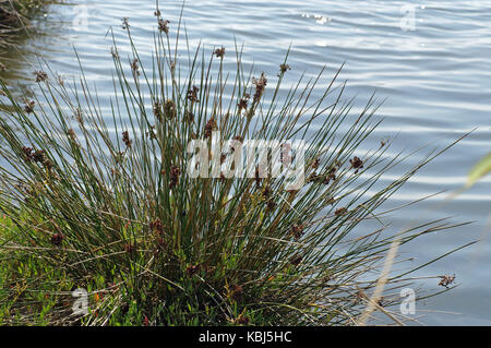 Dies ist Juncus acutus, die stachelige Rush, von der Familie Juncaceae Stockfoto