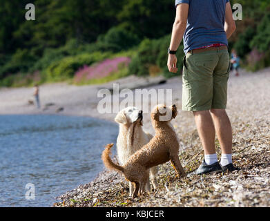 Hunde warten auf Besitzer Ball im Wasser zu werfen Stockfoto